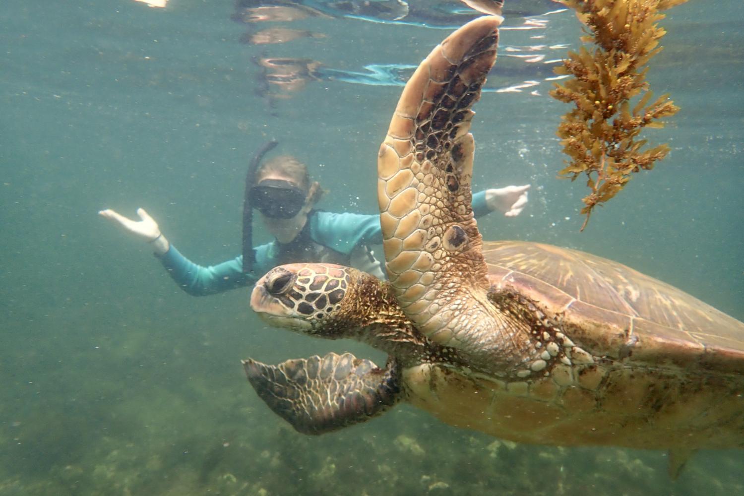 一名<a href='http://xeoj.ngskmc-eis.net'>博彩网址大全</a>学生在Galápagos群岛游学途中与一只巨龟游泳.